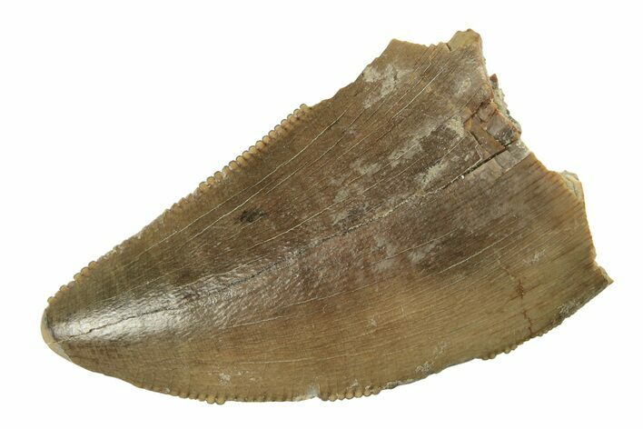 Serrated Tyrannosaur Tooth - Judith River Formation #277192